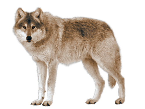 loup-fond-blanc